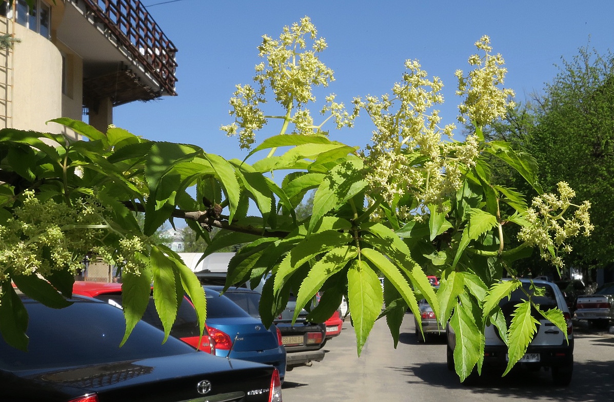 Изображение особи Sambucus racemosa.