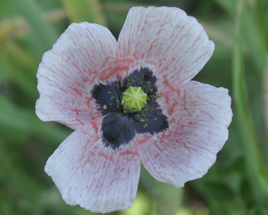 Изображение особи Papaver lecoqii.