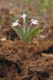 Ziziphora capitata