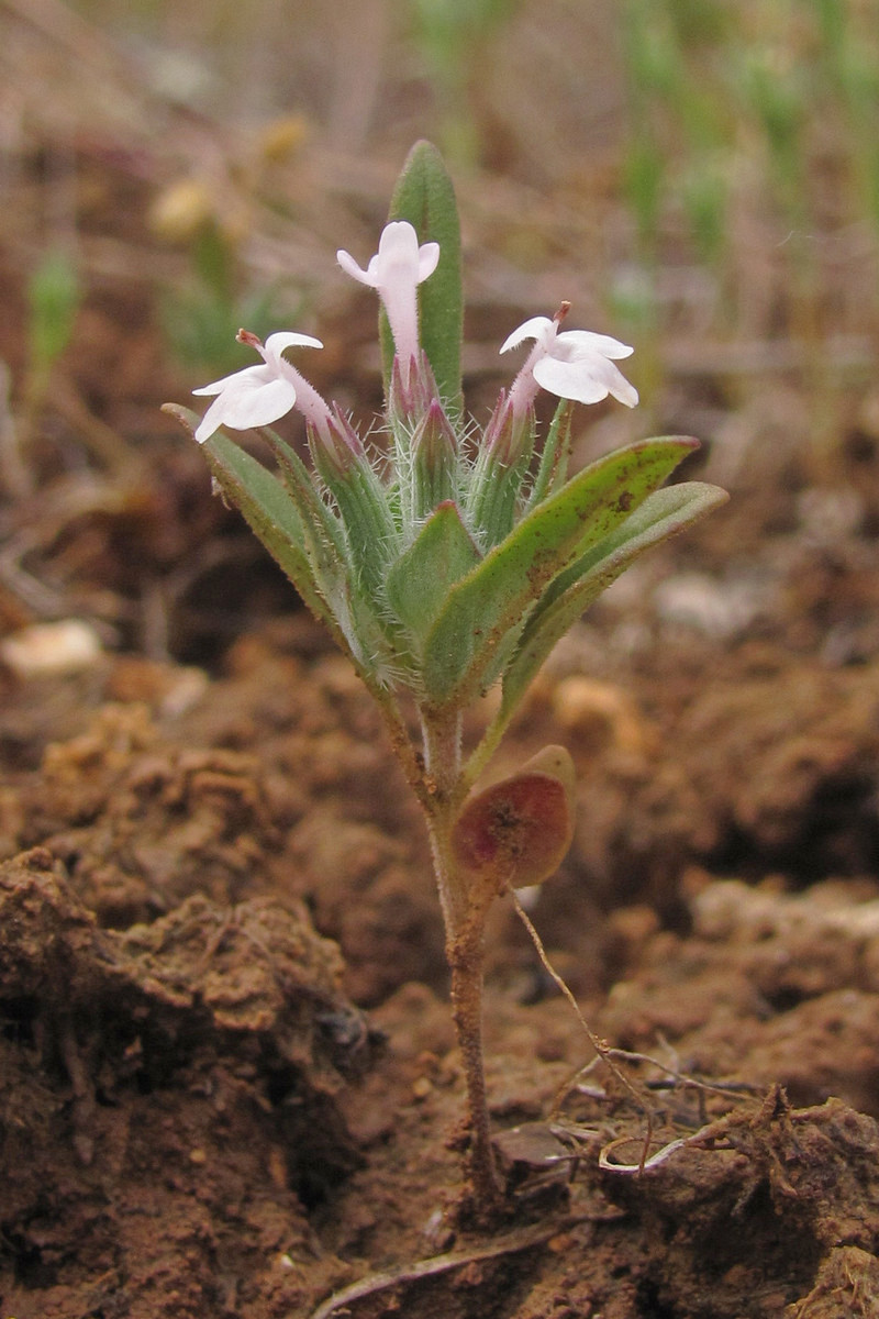 Изображение особи Ziziphora capitata.