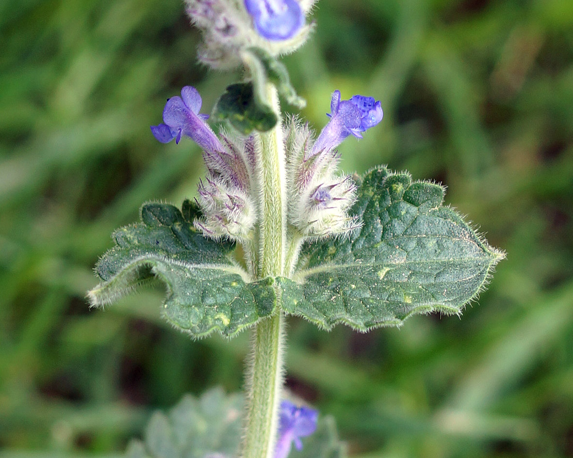 Image of Nepeta mussinii specimen.