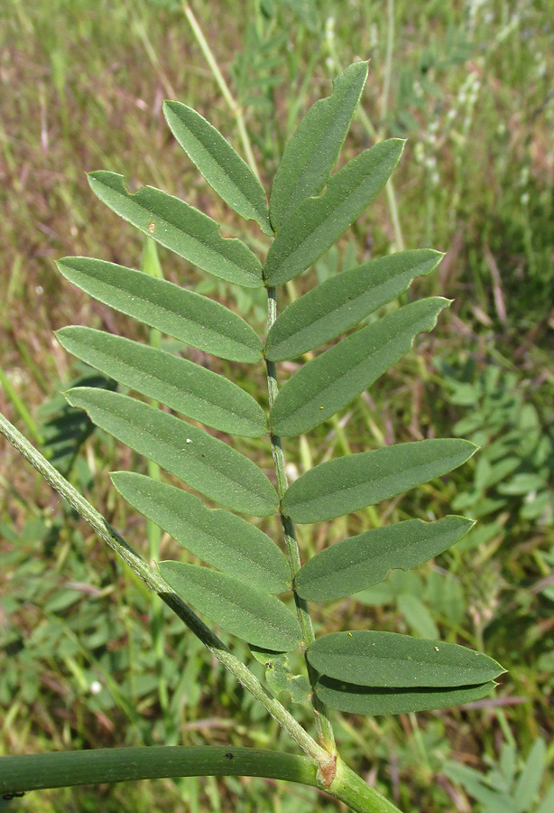 Image of genus Onobrychis specimen.