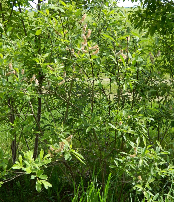 Image of Salix cinerea specimen.