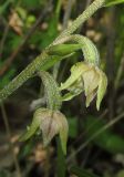 Epipactis microphylla. Часть соцветия. Краснодарский край, м/о город-курорт Геленджик, окр. хут. Джанхот, гора Святая Нина, горельник в сосновом лесу. 10 июня 2017 г.