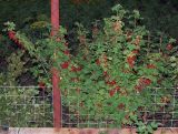 Ribes rubrum