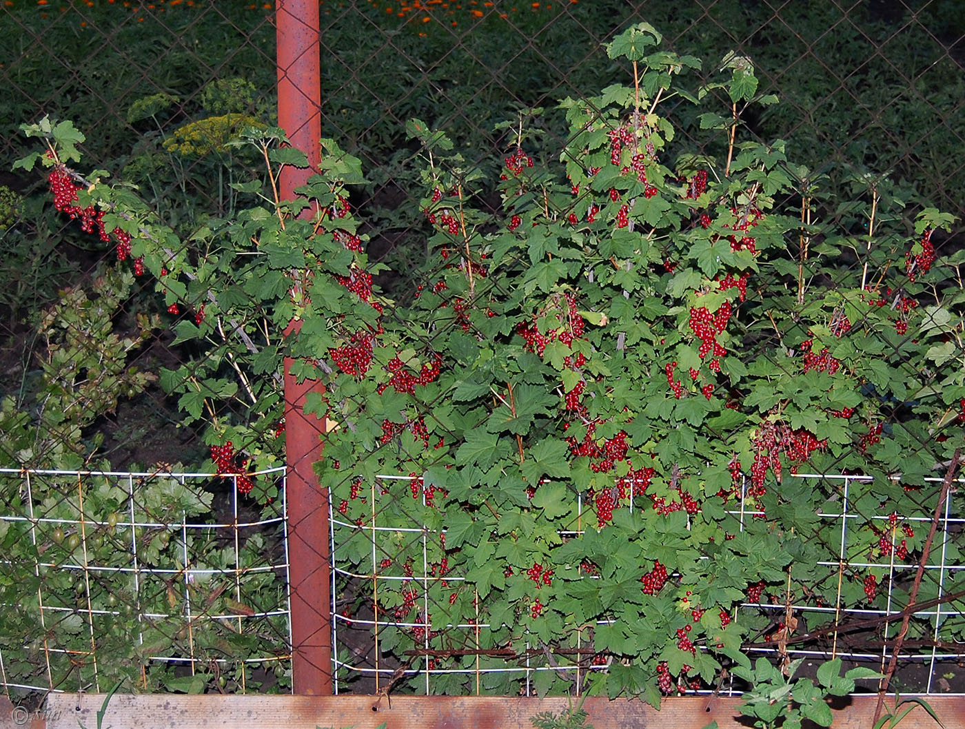 Изображение особи Ribes rubrum.