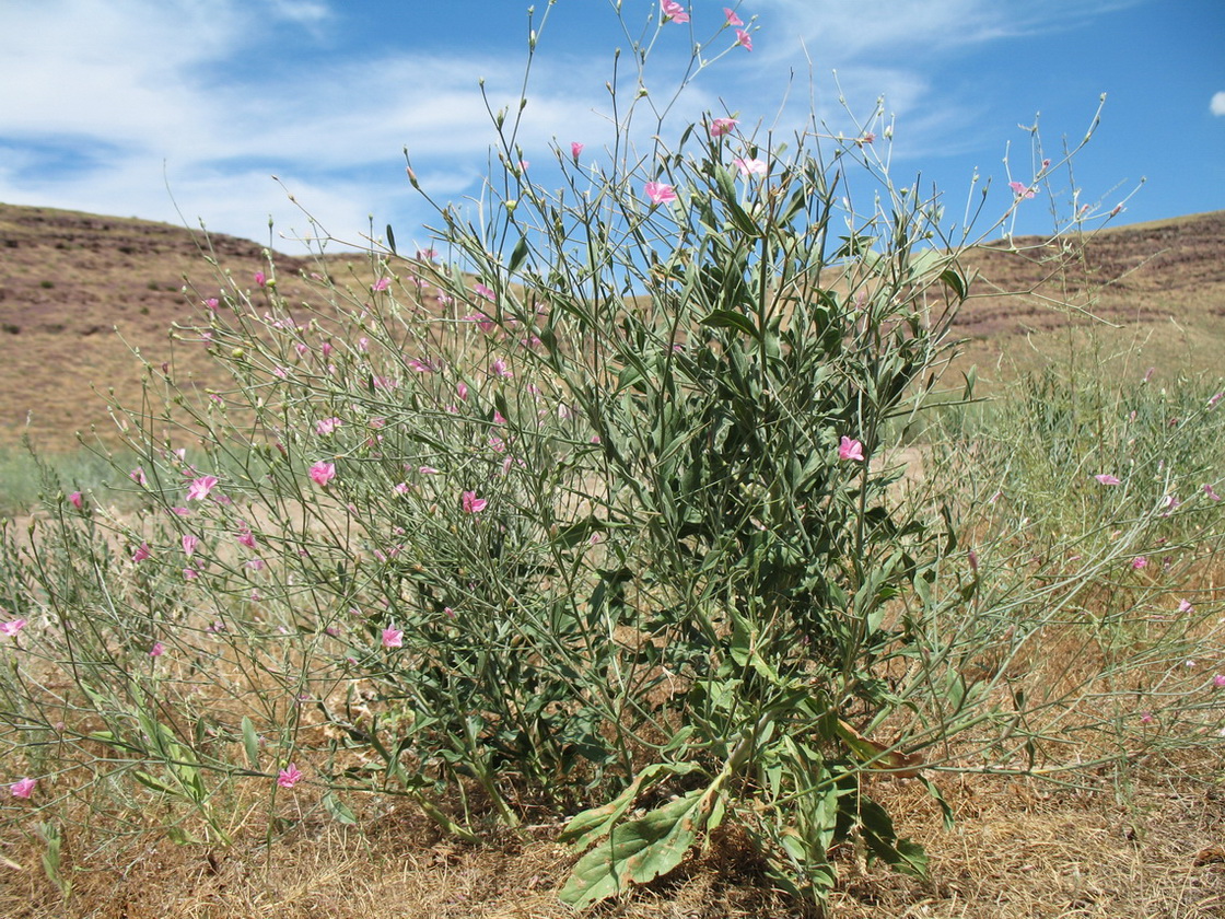 Image of Convolvulus subhirsutus specimen.