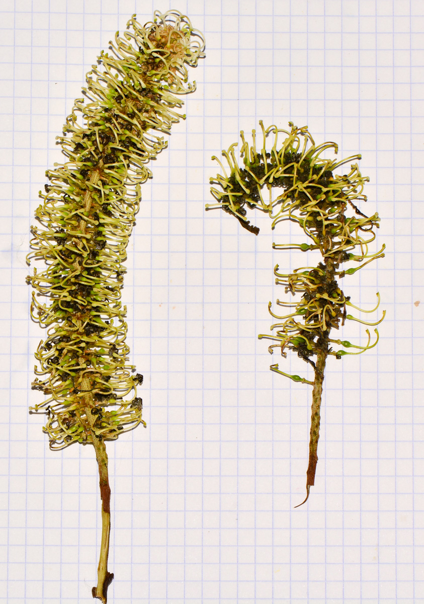 Image of Grevillea hilliana specimen.