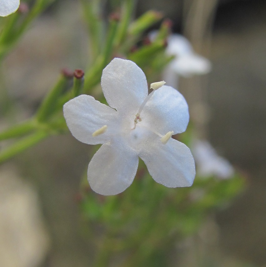 Image of Valeriana jelenevskyi specimen.