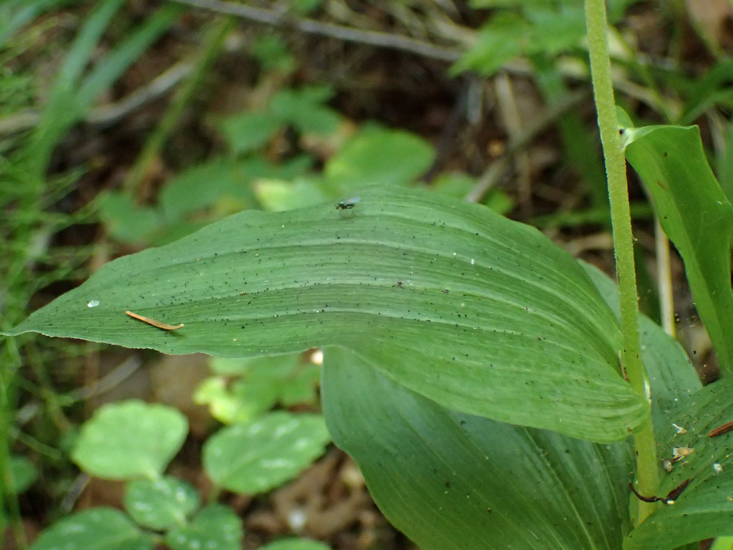 Изображение особи Epipactis helleborine.