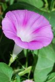 Ipomoea purpurea