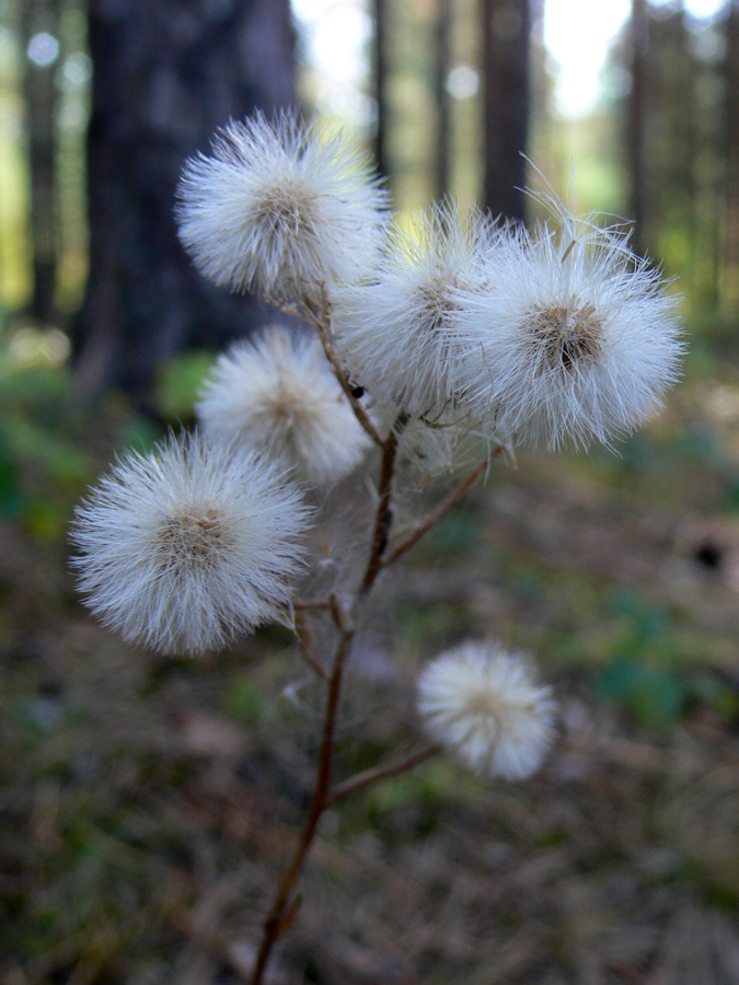 Image of Erigeron acris specimen.