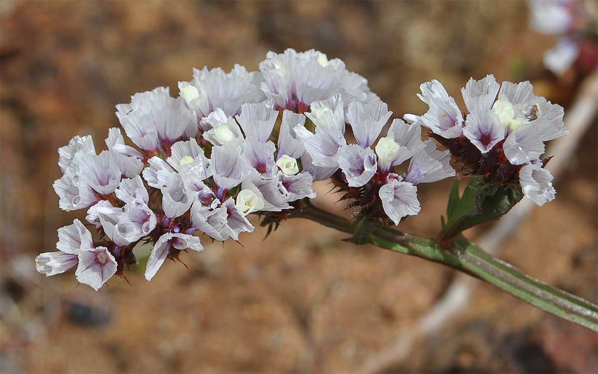 Изображение особи Limonium sinuatum.