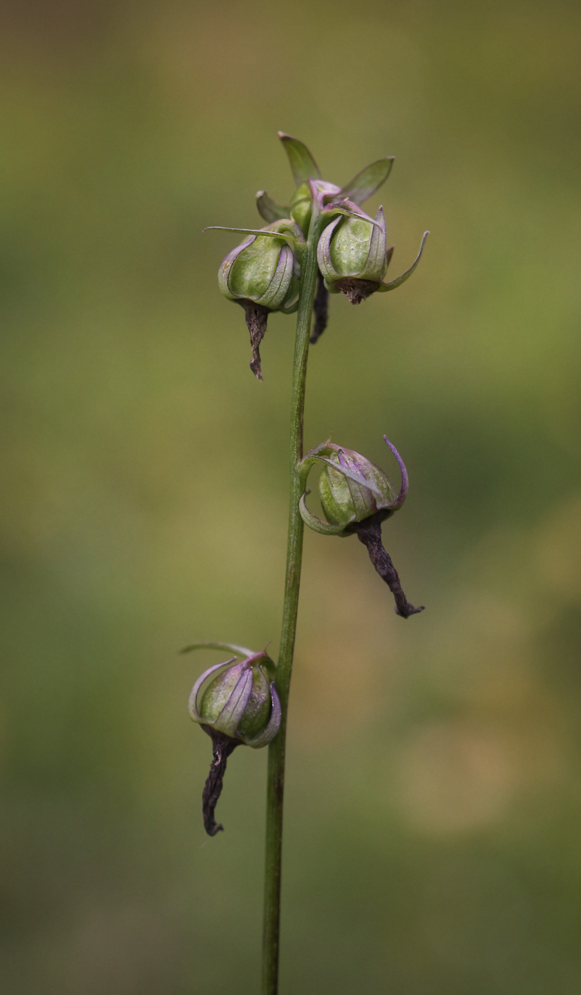 Изображение особи Campanula rapunculoides.