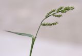 Echinochloa crus-galli. Верхушка плодоносящего побега. Крым, Сакский р-н, окр. пос. Прибрежное, пустырь. 09.08.2017.