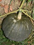 Cucurbita maxima