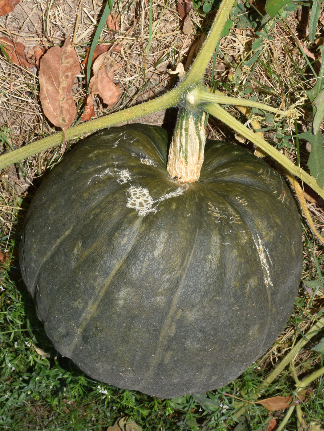 Image of Cucurbita maxima specimen.