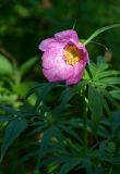 Paeonia anomala. Верхушка побега с цветком. Республика Алтай, Шебалинский р-н, окр. с. Камлак, правый борт долины р. Сема, низкая пойма, сосновый лес. 03.06.2017.
