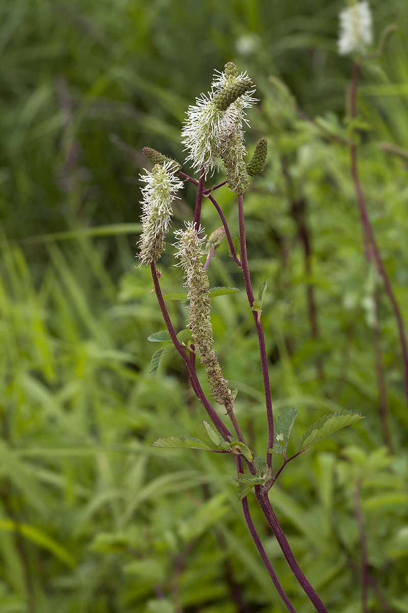 Изображение особи Sanguisorba stipulata.