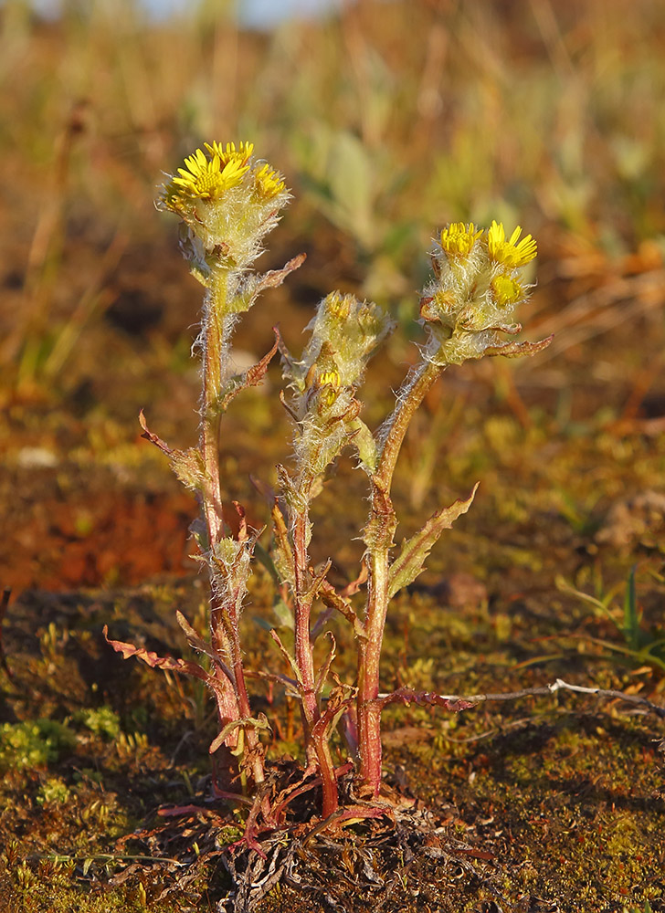 Изображение особи Tephroseris palustris.