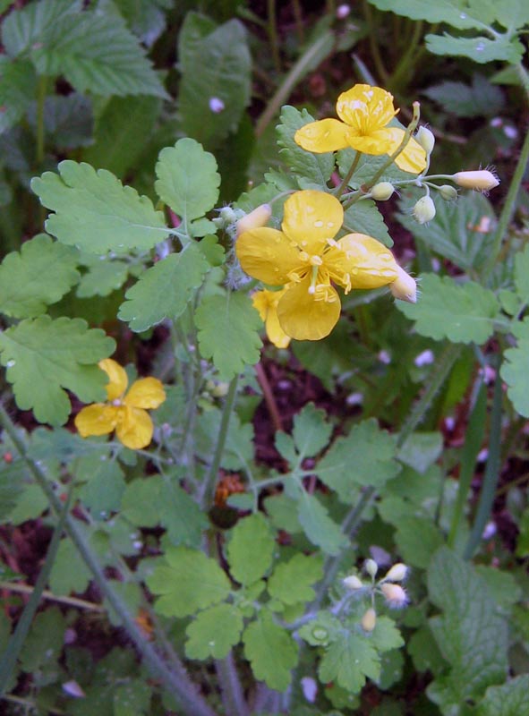 Image of Chelidonium majus specimen.