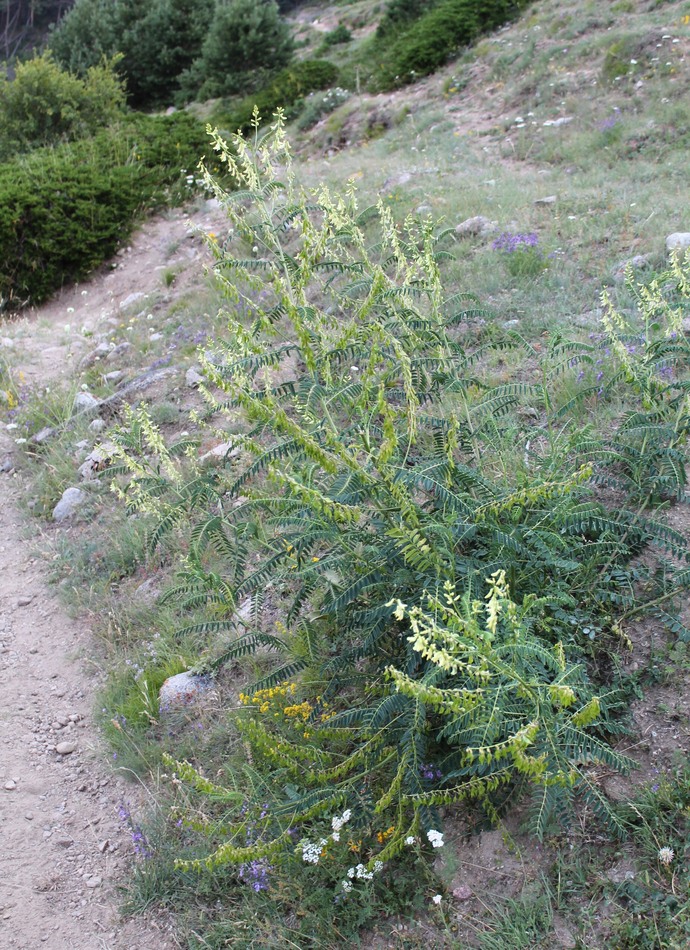 Изображение особи Astragalus galegiformis.