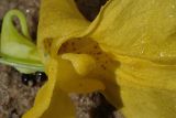 Impatiens noli-tangere