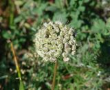 Allium stellerianum. Соплодие. Иркутская обл., Черемховский р-н, окр. с. Узкий Луг, высокий берег р. Белая, остепнённый луг. 08.09.2016.