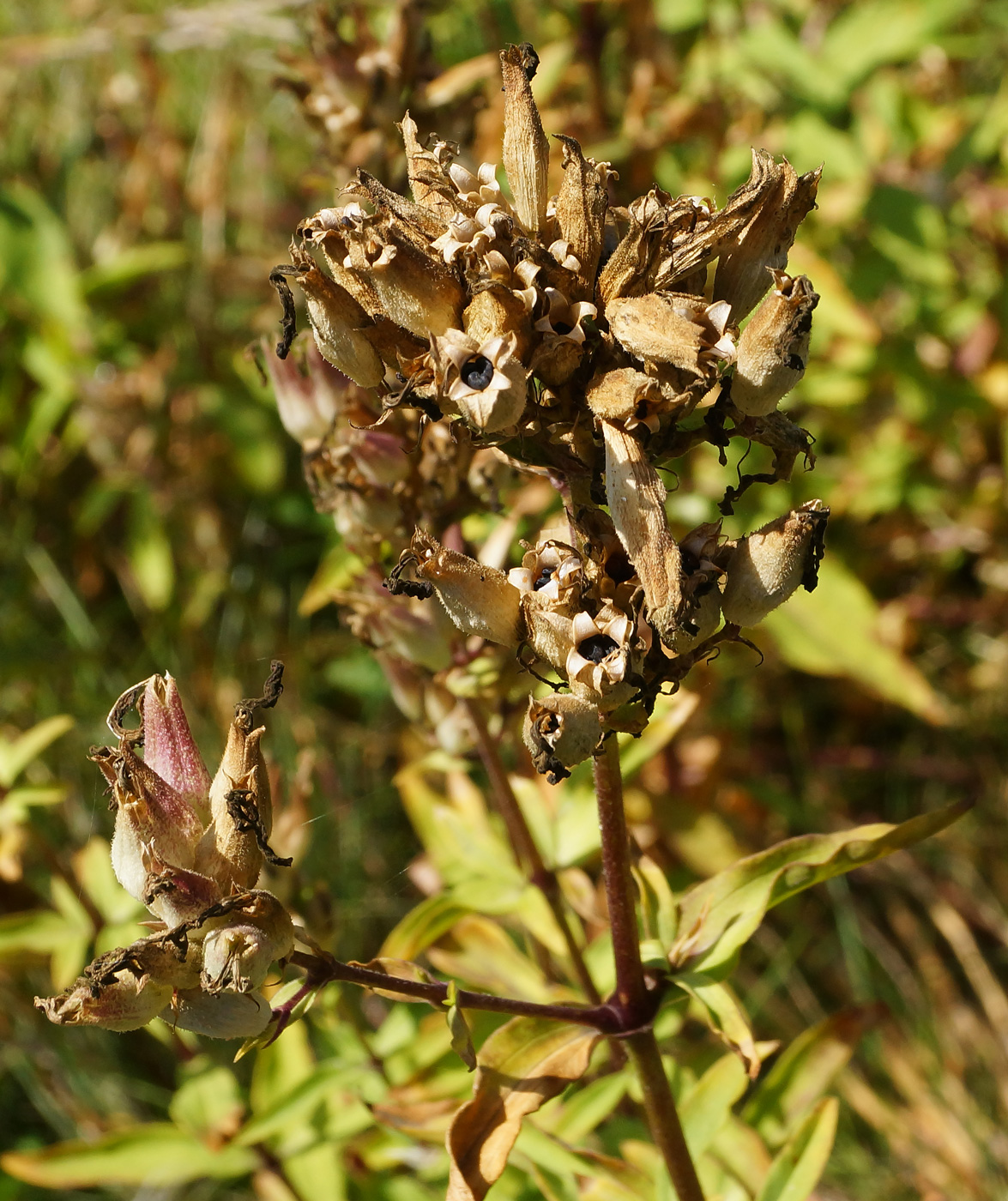 Image of Saponaria officinalis specimen.