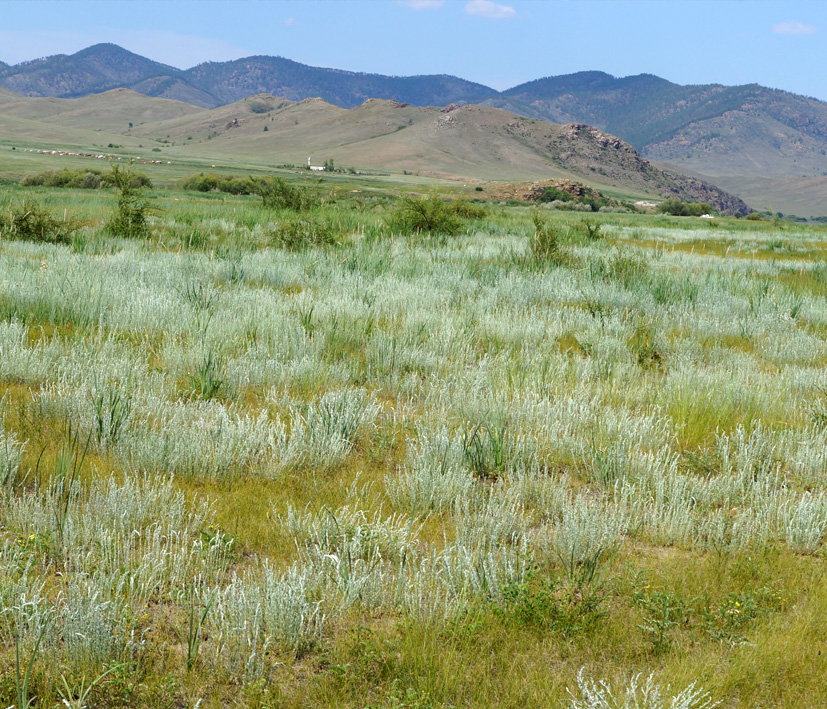 Изображение особи Artemisia frigida.