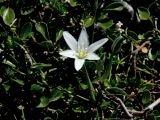 Ornithogalum pumilum