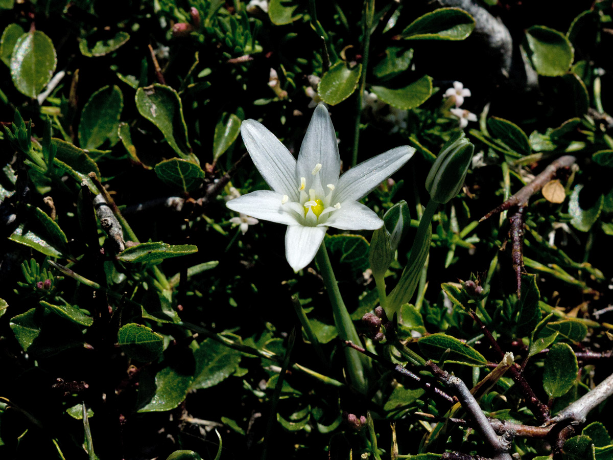 Image of Ornithogalum pumilum specimen.