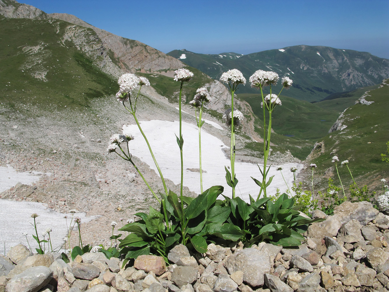 Изображение особи Valeriana alpestris.