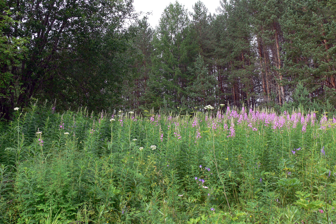 Изображение особи Chamaenerion angustifolium.