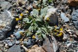 Crepis karelinii