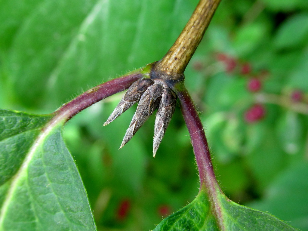 Image of Lonicera xylosteum specimen.
