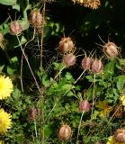 Nigella damascena