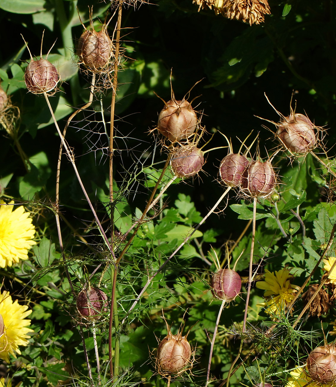 Image of Nigella damascena specimen.