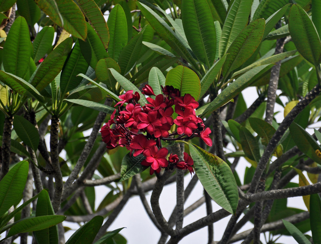 Изображение особи Plumeria rubra.