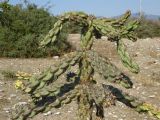 Cylindropuntia imbricata