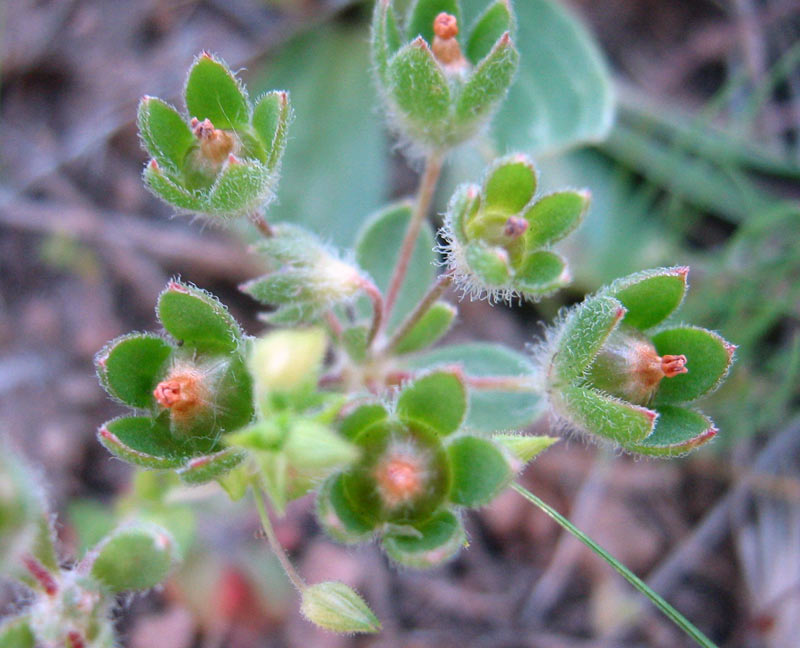 Image of Androsace maxima specimen.