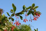 Berberis vulgaris. Ветвь с соплодиями. Санкт-Петербург, г. Ломоносов, в культуре. 23.09.2017.