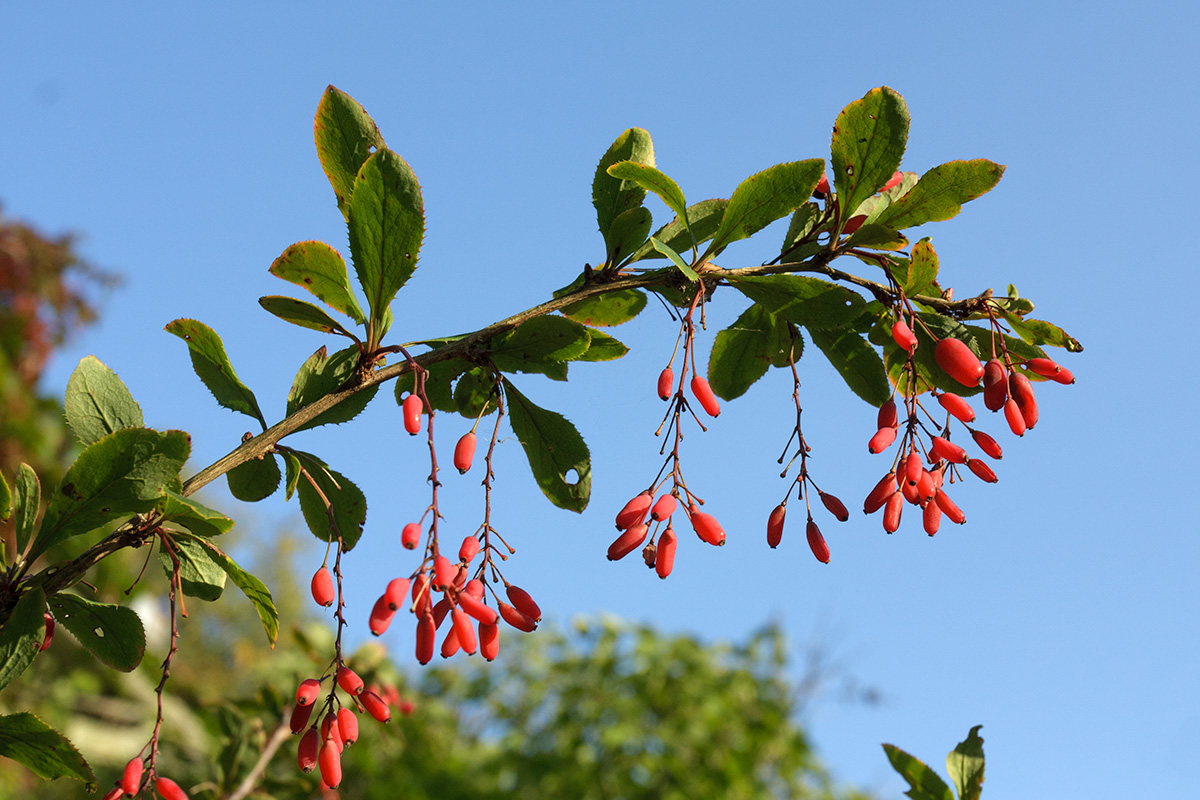 Изображение особи Berberis vulgaris.