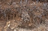 Psephellus sibiricus. Прошлогодние побеги в сообществе с Artemisia sericea и Dianthus versicolor. Средний Урал, Пермский край, Кунгурский р-н, правый берег р. Сылва, нижняя часть склона камня Межевой. 8 апреля 2018 г.