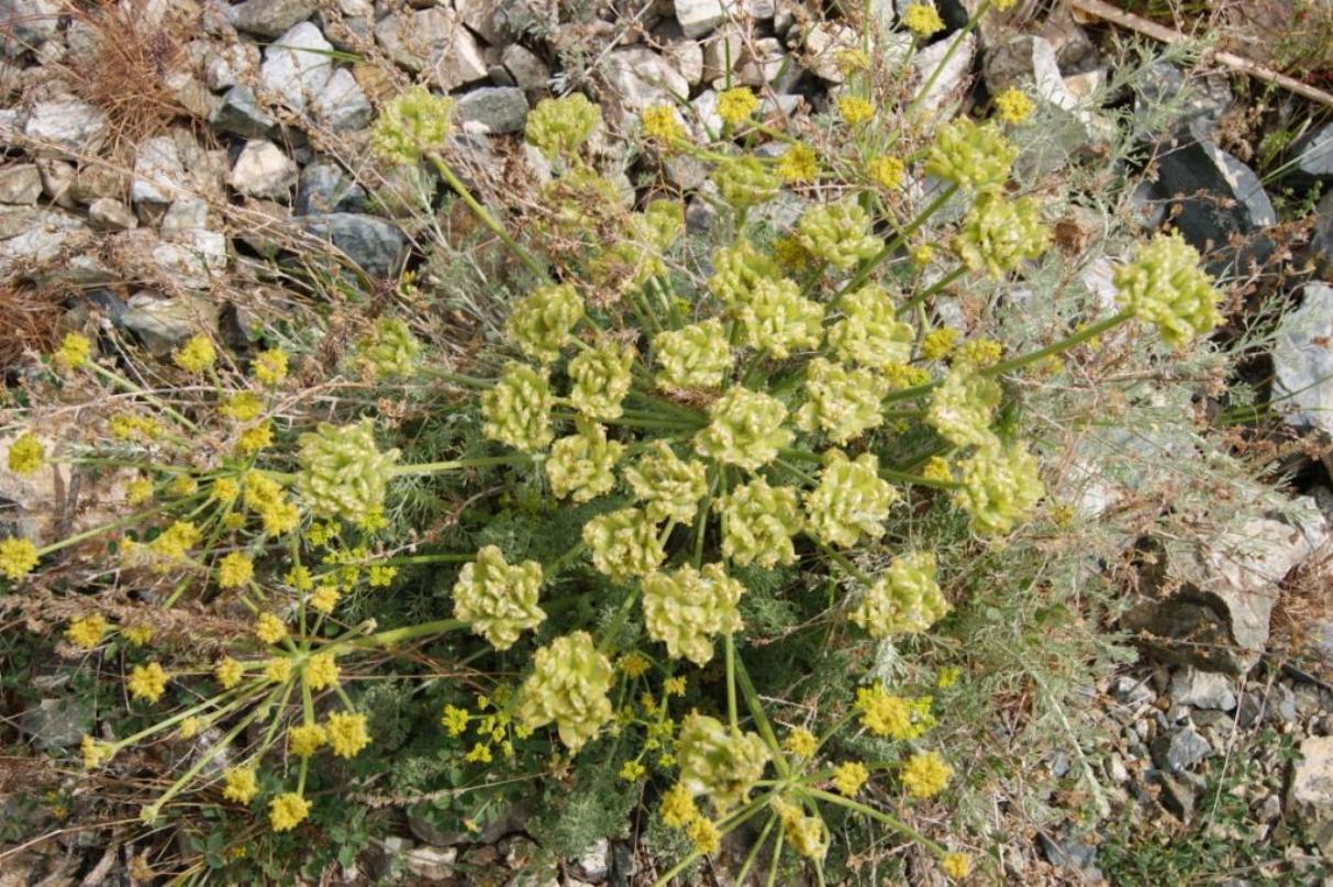 Изображение особи Zosima absinthifolia.