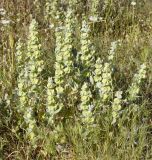 Ballota acetabulosa