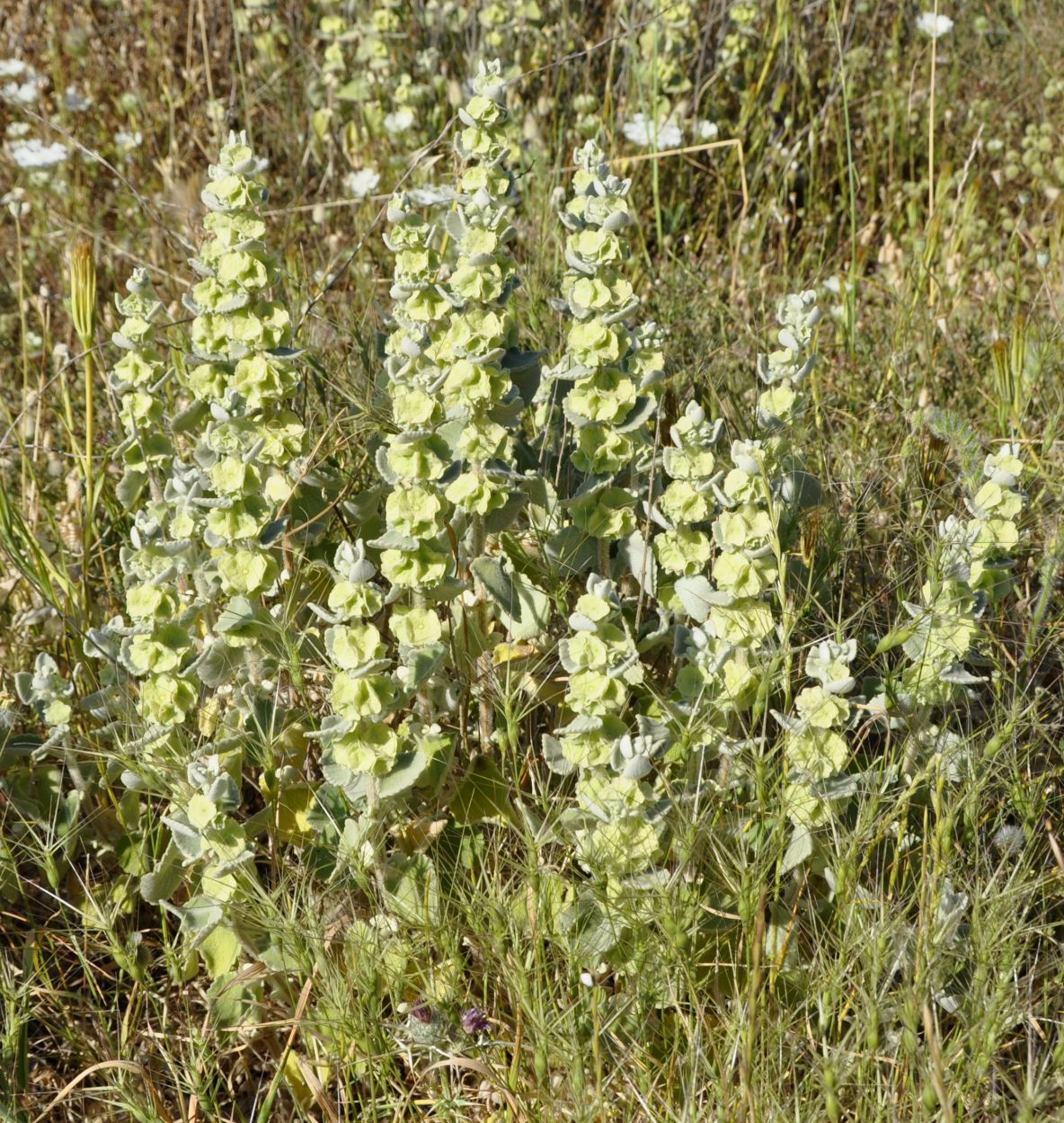 Image of Ballota acetabulosa specimen.