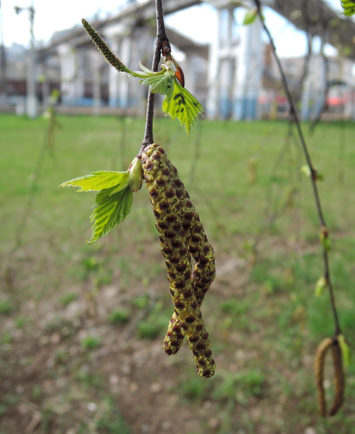 Изображение особи Betula pendula.