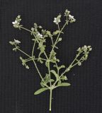 Minuartia geniculata
