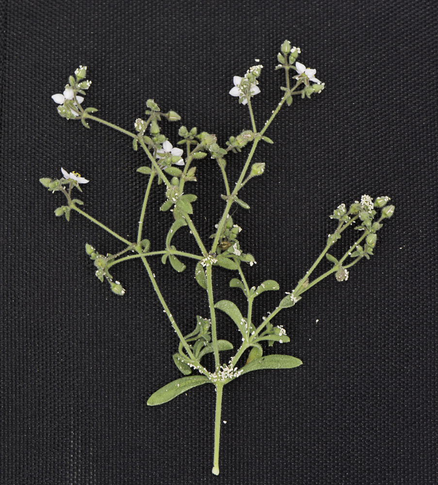 Image of Minuartia geniculata specimen.